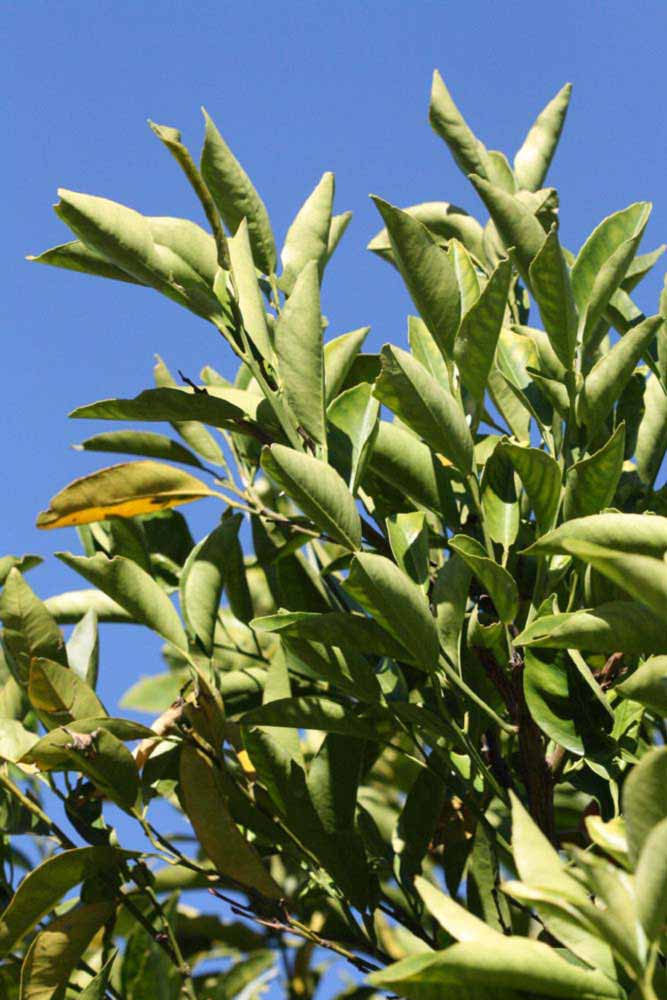            Sun leaves (Riverside, CA)   